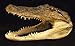 Genuine Alligator Head 7-8 Gator New Orleans Bayou