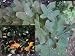 Seedless Sweet Gum (Liquidambar styraciflua 'Rotundiloba')