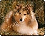 SHELTIE on HAY Mouse Mat