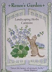Catmint Seeds 450 Seeds