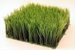 Artificial Wheat Grass- Fake Soft PVC Plastic Decorative Wheatgrass: Ornamantal Flower Arranging & Home Decor - 10"x10"x5"