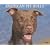 American Pit Bulls 2009 Calendar (Just)