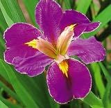 Spicy Cajun Louisiana Gamecock Iris - Lavender/Yellow