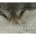 Living with Wolves [With CD]