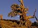 Ancient Bristlecone Pine Forest in the White Mountains Near Bishop National Geographi...