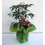 [冬のギフトに！縁起物]万両（マンリョウ）：大実万両宝船赤実 5号鉢植えラッピング（ソーサー）付き