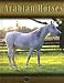 Arabian Horses (Eye to Eye With Horses)