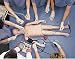 Nasco Deluxe Child CRiSis Manikin w/ Arrhythmia Tutor * Each * Model # LF03617U