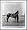 Frame: black metal 0.5