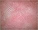 Photographic Print of Fingerprint from Science Photo Library Photographic Print of Fingerprint from Science Photo Library