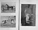 1915 Horses Flying Childers Partner Grey Momus Bellario