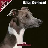Italian Greyhound 2009 Wall Calendar 12 X 12