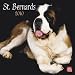 Saint Bernards 2010 Square Wall (Multilingual Edition)