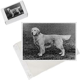 Photo Jigsaw Puzzle of Fall/golden Retriever/72 from Mary Evans