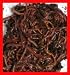 200+ Live Red Worms - Composting Red Wigglers - 1/4 Lb - Eisenia Fetida