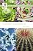 Books : Garden Succulents (Wisley Handbooks)