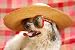 Funny Dog - 36