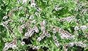 Spearmint Herb Plant - Good Scents - Mentha - 4" Pot