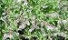 Spearmint Herb 100 Seeds