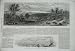 1862 Zostera Marina Firth Thames Waitemata Hauraki New