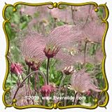 1 Oz Prairie Smoke (Geum triflorum) Bulk Wildflower Seeds