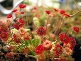 RARE PARADOX AUSTRALIAN SUNDEW PLANT -DROSERA PARADOXA