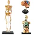Learning Resources Brain, Human Skeleton, and Human Body Anatomy Model Bundle