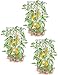Pepper and Eggplant Cages, Set of 3