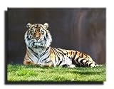 Produkt-Bild: Wachsamer Tiger, auf Leinwand, fertig gerahmt mit Keilrahmen, Kunstdruck, 100 x 70cm