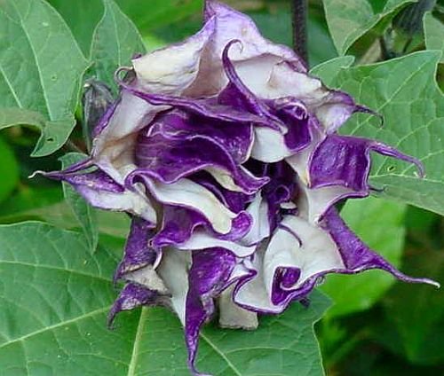 Exotic Plants Datura metel purple - angels trumpet - 15 seeds Exotic Plants Datura metel purple - angels trumpet - 15 seeds