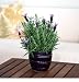 Aromatic Lavender Plant in Purple Ceramic Container - Ships Via 2-day Air!