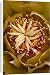 Canvas Prints of Center of a Red Barrel Cactus (Ferocactus cylindraceus) flower, Anza-Borrego from Robert Harding