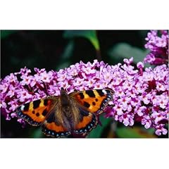 Poster 110 x 70 cm - "Small Tortoiseshell ( Aglais urticae ) butterfly, Herefordshire - England" von Nicholas Reuss / Lonely Planet Images - auch in anderen Gr��en und als Leinwandbild erh�ltlich