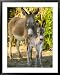 Mother and Baby Donkeys on Salt Cay Island, Turks and Caicos, Caribbean Framed Art Poster Print by Walter Bibikow, 31x39