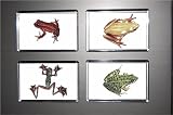 Gift Boxed Set of 4 Fridge Magnets Frog 1