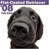 Flat-Coated Retriever 2008 Square Wall Calendar