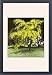Framed Prints of Laburnum and Copper Beech from Mary Evans