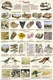 (24x36) Introduction to Fossils Paleontology Educational Science Chart Poster