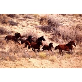 Mustang Horses Running, Wyoming, Horses Wall Poster Print, 36x24