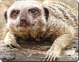 Cute Meerkat Print Gifts Mouse Mat
