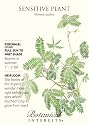 Sensitive Plant Heirloom Seeds