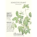 Sensitive Plant Seeds