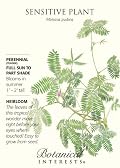 Sensitive Plant Seeds