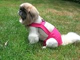 Joybies Hot Pink Piddle Pants(tm) for X Small Female Dog (Measuring 11-13 From Collar to Base of Tail)