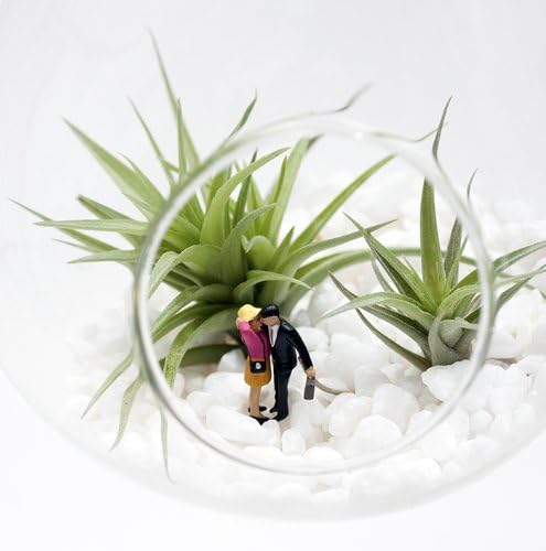 Twig Terrariums My Sweetheart Airplant Terrarium Kit