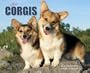 Just Corgis Full Color 2014 Daily Calendar