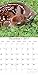 Cute Adorable Baby Animals 2017 Monthly Wall Calendar, 12
