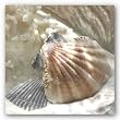 Coral Shell III by Donna Geissler 12"x12" Art Print Poster
