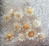 スターフラワーブロッサム（ホワイト）10輪　【ドライフラワー】レジンなどハンドメイドアクセサリーの素材として人気です！