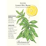 Basil Lemon Mrs. Burns Heirloom Seeds 400 Seeds